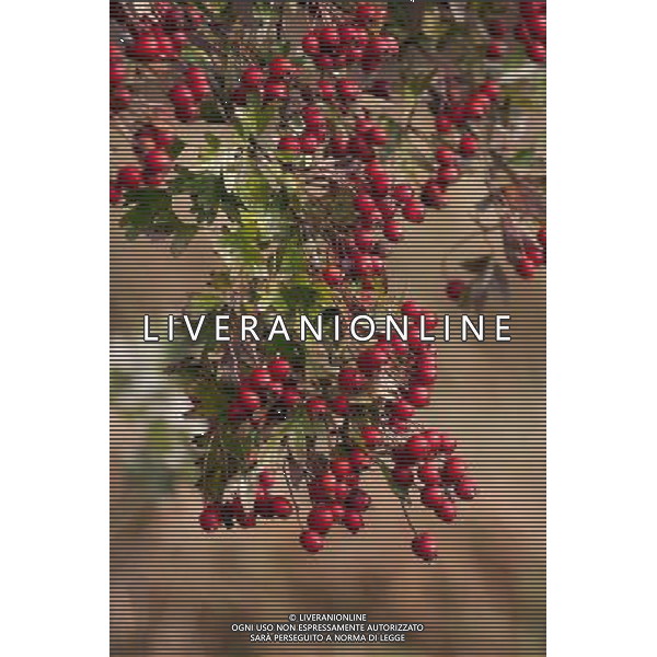 Hedgerow fruits in October. A damp early start to the year followed by plenty of sunshine has created a bumper crop for wildlife. Date: 13.10.2009 Siepi e cespugli di rovi con i frutti rossi e neri selvatici tipici della stagione autunnale /Agenzia Aldo Liverani Sas - ITALY ONLY -