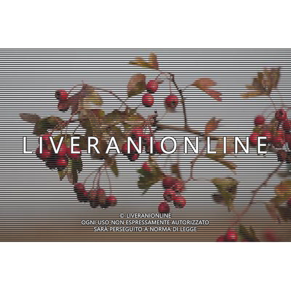 Hedgerow fruits in October. A damp early start to the year followed by plenty of sunshine has created a bumper crop for wildlife. Date: 13.10.2009 Siepi e cespugli di rovi con i frutti rossi e neri selvatici tipici della stagione autunnale /Agenzia Aldo Liverani Sas - ITALY ONLY -