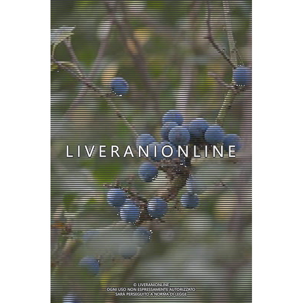 Hedgerow fruits in October. A damp early start to the year followed by plenty of sunshine has created a bumper crop for wildlife. Date: 13.10.2009 Siepi e cespugli di rovi con i frutti rossi e neri selvatici tipici della stagione autunnale /Agenzia Aldo Liverani Sas - ITALY ONLY -