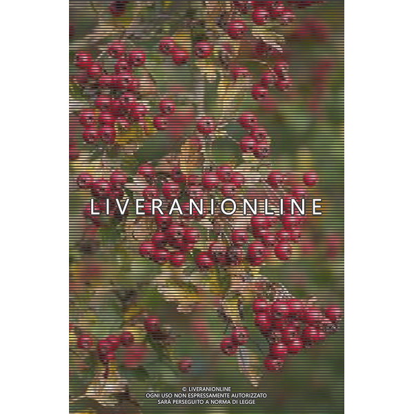 Hedgerow fruits in October. A damp early start to the year followed by plenty of sunshine has created a bumper crop for wildlife. Date: 13.10.2009 Siepi e cespugli di rovi con i frutti rossi e neri selvatici tipici della stagione autunnale /Agenzia Aldo Liverani Sas - ITALY ONLY -