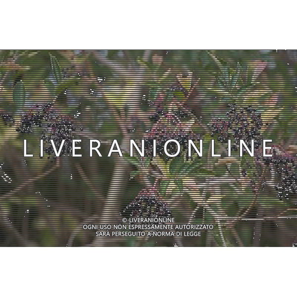 Hedgerow fruits in October. A damp early start to the year followed by plenty of sunshine has created a bumper crop for wildlife. Date: 13.10.2009 Siepi e cespugli di rovi con i frutti rossi e neri selvatici tipici della stagione autunnale /Agenzia Aldo Liverani Sas - ITALY ONLY -