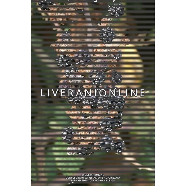 Hedgerow fruits in October. A damp early start to the year followed by plenty of sunshine has created a bumper crop for wildlife. Date: 13.10.2009 Siepi e cespugli di rovi con i frutti rossi e neri selvatici tipici della stagione autunnale /Agenzia Aldo Liverani Sas - ITALY ONLY -