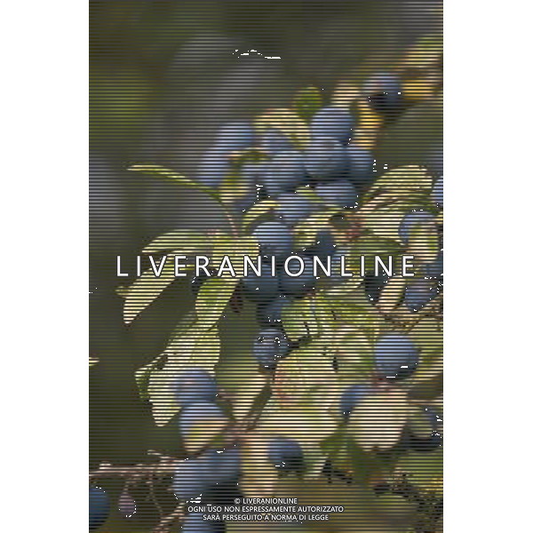 Hedgerow fruits in October. A damp early start to the year followed by plenty of sunshine has created a bumper crop for wildlife. Date: 13.10.2009 Siepi e cespugli di rovi con i frutti rossi e neri selvatici tipici della stagione autunnale /Agenzia Aldo Liverani Sas - ITALY ONLY -