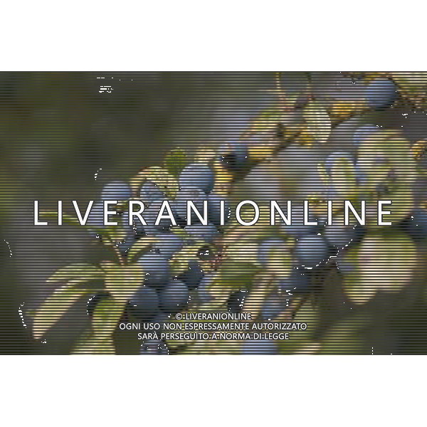 Hedgerow fruits in October. A damp early start to the year followed by plenty of sunshine has created a bumper crop for wildlife. Date: 13.10.2009 Siepi e cespugli di rovi con i frutti rossi e neri selvatici tipici della stagione autunnale /Agenzia Aldo Liverani Sas - ITALY ONLY -