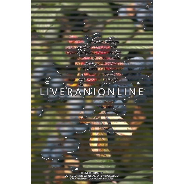 Hedgerow fruits in October. A damp early start to the year followed by plenty of sunshine has created a bumper crop for wildlife. Date: 13.10.2009 Siepi e cespugli di rovi con i frutti rossi e neri selvatici tipici della stagione autunnale /Agenzia Aldo Liverani Sas - ITALY ONLY -