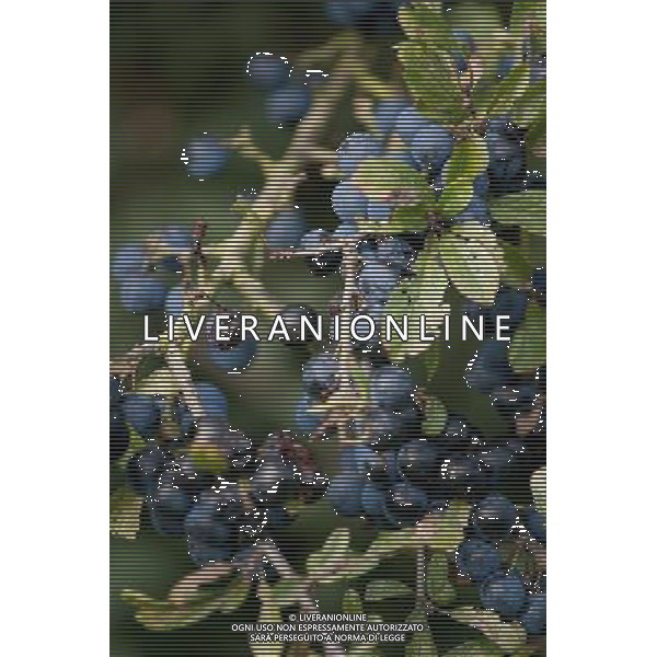 Hedgerow fruits in October. A damp early start to the year followed by plenty of sunshine has created a bumper crop for wildlife. Date: 13.10.2009 Siepi e cespugli di rovi con i frutti rossi e neri selvatici tipici della stagione autunnale /Agenzia Aldo Liverani Sas - ITALY ONLY -