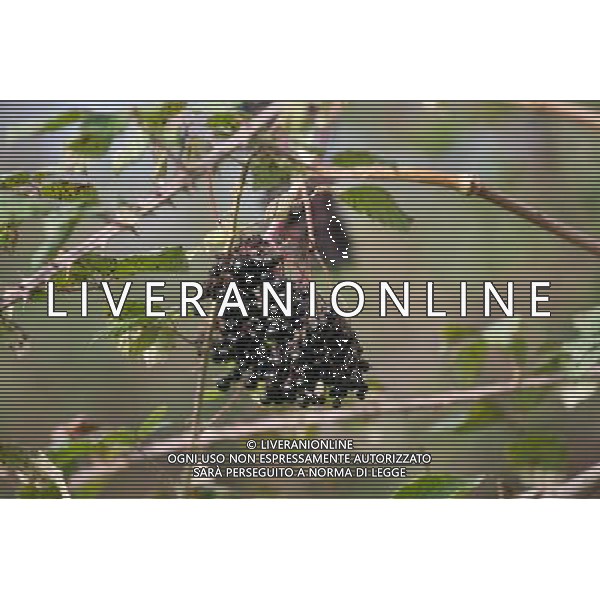 Hedgerow fruits in October. A damp early start to the year followed by plenty of sunshine has created a bumper crop for wildlife. Date: 13.10.2009 Siepi e cespugli di rovi con i frutti rossi e neri selvatici tipici della stagione autunnale /Agenzia Aldo Liverani Sas - ITALY ONLY -