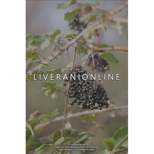 Hedgerow fruits in October. A damp early start to the year followed by plenty of sunshine has created a bumper crop for wildlife. Date: 13.10.2009 Siepi e cespugli di rovi con i frutti rossi e neri selvatici tipici della stagione autunnale /Agenzia Aldo Liverani Sas - ITALY ONLY -