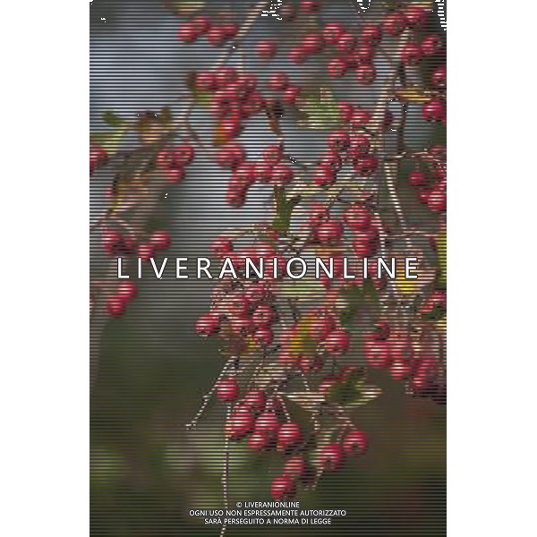 Hedgerow fruits in October. A damp early start to the year followed by plenty of sunshine has created a bumper crop for wildlife. Date: 13.10.2009 Siepi e cespugli di rovi con i frutti rossi e neri selvatici tipici della stagione autunnale /Agenzia Aldo Liverani Sas - ITALY ONLY -