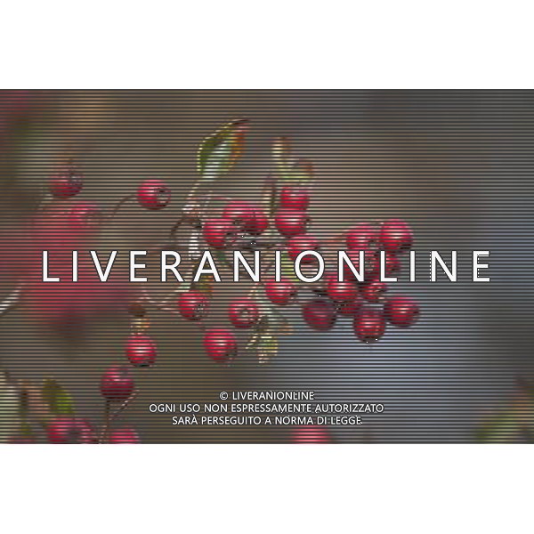 Hedgerow fruits in October. A damp early start to the year followed by plenty of sunshine has created a bumper crop for wildlife. Date: 13.10.2009 Siepi e cespugli di rovi con i frutti rossi e neri selvatici tipici della stagione autunnale /Agenzia Aldo Liverani Sas - ITALY ONLY -