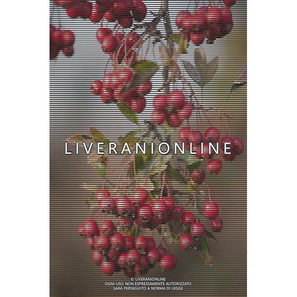 Hedgerow fruits in October. A damp early start to the year followed by plenty of sunshine has created a bumper crop for wildlife. Date: 13.10.2009 Siepi e cespugli di rovi con i frutti rossi e neri selvatici tipici della stagione autunnale /Agenzia Aldo Liverani Sas - ITALY ONLY -