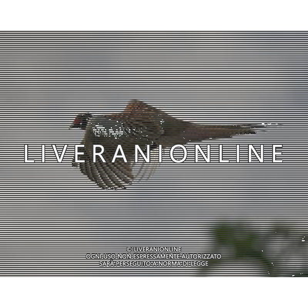 Flying pheasant Date: 13.10.2009 Fagiano in volo - uccello /Agenzia Aldo Liverani Sas - ITALY ONLY -