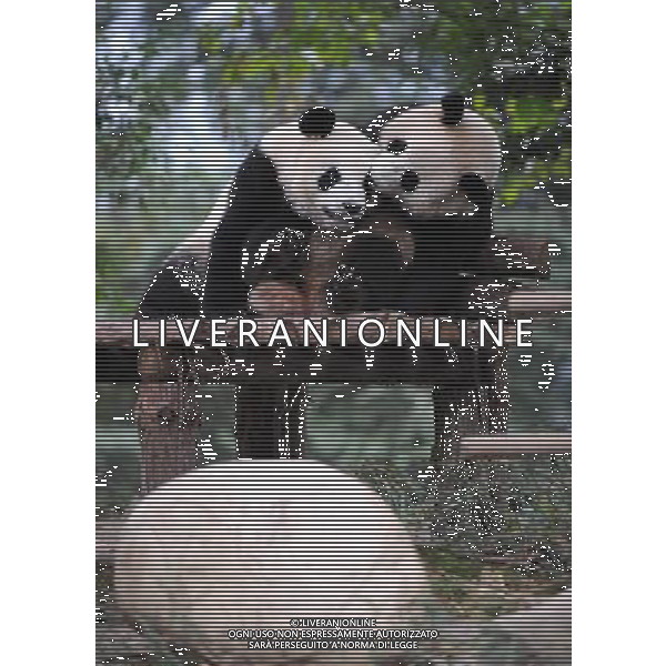 (091021) -- YA\'AN(SICHUAN), Oct. 21, 2009 -- Giant pandas play at the Ya\'an base of the China Giant Panda Protection and Research Center in southwest China\'s Sichuan Provice, Oct. 21, 2009. A total of 10 giant pandas from the Ya\'an base will be brought to Shanghai and put on display during the 2010 Shanghai World Expo. Chen Xie) (yy) Orso gigante Panda /Agenzia Aldo Liverani Sas - ITALY ONLY -