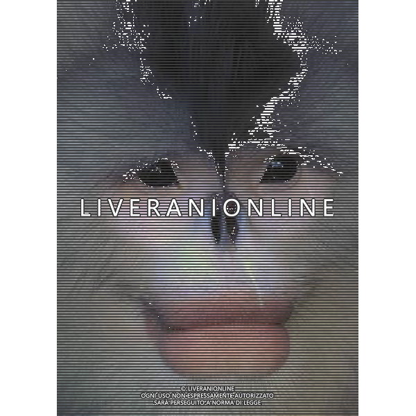 Le scimmie dal naso camuso ( black snub-nosed monkey), devono il loro nome comune al breve moncone di naso che spicca sulla loro faccia rotonda, con le narici disposte in avanti. vivono in Asia e il loro areale va dalla Cina meridionale (soprattutto Tibet, Sichuan, Yunnan) © Lin Yiguang - Xinhua/Photoshot - Ag. Aldo Liverani sas ITALY ONLY