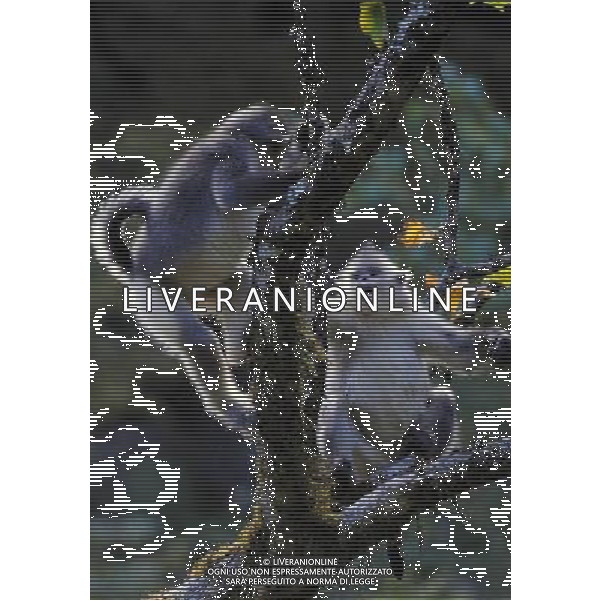 Le scimmie dal naso camuso ( black snub-nosed monkey), devono il loro nome comune al breve moncone di naso che spicca sulla loro faccia rotonda, con le narici disposte in avanti. vivono in Asia e il loro areale va dalla Cina meridionale (soprattutto Tibet, Sichuan, Yunnan) © Lin Yiguang - Xinhua/Photoshot - Ag. Aldo Liverani sas ITALY ONLY