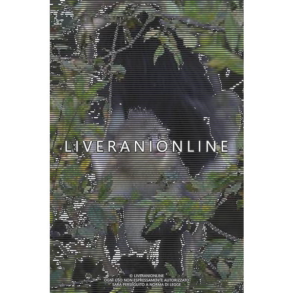 Le scimmie dal naso camuso ( black snub-nosed monkey), devono il loro nome comune al breve moncone di naso che spicca sulla loro faccia rotonda, con le narici disposte in avanti. vivono in Asia e il loro areale va dalla Cina meridionale (soprattutto Tibet, Sichuan, Yunnan) © Lin Yiguang - Xinhua/Photoshot - Ag. Aldo Liverani sas ITALY ONLY