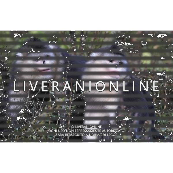 Le scimmie dal naso camuso ( black snub-nosed monkey), devono il loro nome comune al breve moncone di naso che spicca sulla loro faccia rotonda, con le narici disposte in avanti. vivono in Asia e il loro areale va dalla Cina meridionale (soprattutto Tibet, Sichuan, Yunnan) © Lin Yiguang - Xinhua/Photoshot - Ag. Aldo Liverani sas ITALY ONLY
