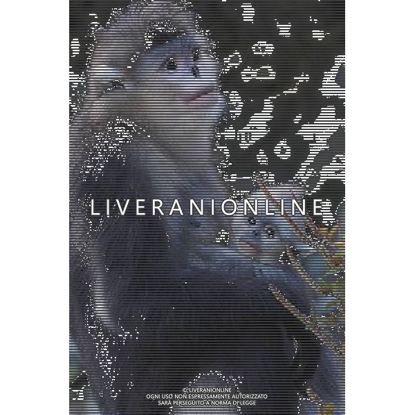 Le scimmie dal naso camuso ( black snub-nosed monkey), devono il loro nome comune al breve moncone di naso che spicca sulla loro faccia rotonda, con le narici disposte in avanti. vivono in Asia e il loro areale va dalla Cina meridionale (soprattutto Tibet, Sichuan, Yunnan) © Lin Yiguang - Xinhua/Photoshot - Ag. Aldo Liverani sas ITALY ONLY