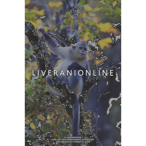 Le scimmie dal naso camuso ( black snub-nosed monkey), devono il loro nome comune al breve moncone di naso che spicca sulla loro faccia rotonda, con le narici disposte in avanti. vivono in Asia e il loro areale va dalla Cina meridionale (soprattutto Tibet, Sichuan, Yunnan) © Lin Yiguang - Xinhua/Photoshot - Ag. Aldo Liverani sas ITALY ONLY