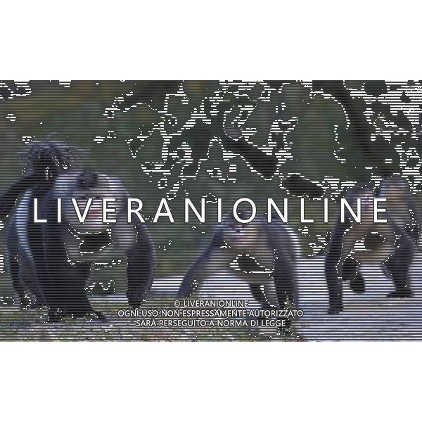 Le scimmie dal naso camuso ( black snub-nosed monkey), devono il loro nome comune al breve moncone di naso che spicca sulla loro faccia rotonda, con le narici disposte in avanti. vivono in Asia e il loro areale va dalla Cina meridionale (soprattutto Tibet, Sichuan, Yunnan) © Lin Yiguang - Xinhua/Photoshot - Ag. Aldo Liverani sas ITALY ONLY