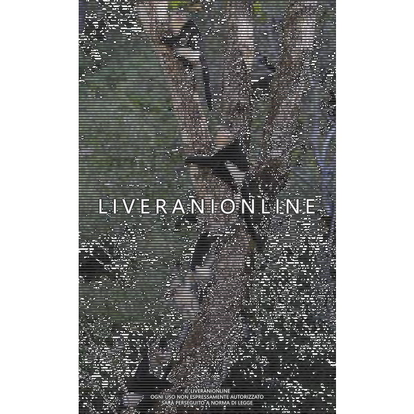 Le scimmie dal naso camuso ( black snub-nosed monkey), devono il loro nome comune al breve moncone di naso che spicca sulla loro faccia rotonda, con le narici disposte in avanti. vivono in Asia e il loro areale va dalla Cina meridionale (soprattutto Tibet, Sichuan, Yunnan) © Lin Yiguang - Xinhua/Photoshot - Ag. Aldo Liverani sas ITALY ONLY