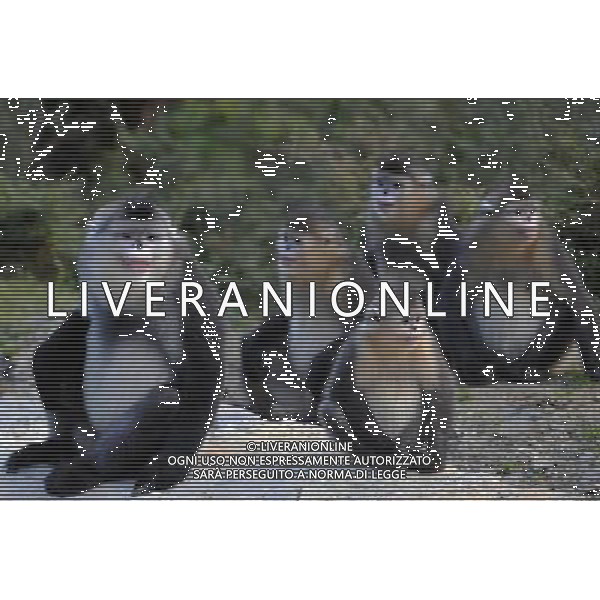 Le scimmie dal naso camuso ( black snub-nosed monkey), devono il loro nome comune al breve moncone di naso che spicca sulla loro faccia rotonda, con le narici disposte in avanti. vivono in Asia e il loro areale va dalla Cina meridionale (soprattutto Tibet, Sichuan, Yunnan) © Lin Yiguang - Xinhua/Photoshot - Ag. Aldo Liverani sas ITALY ONLY