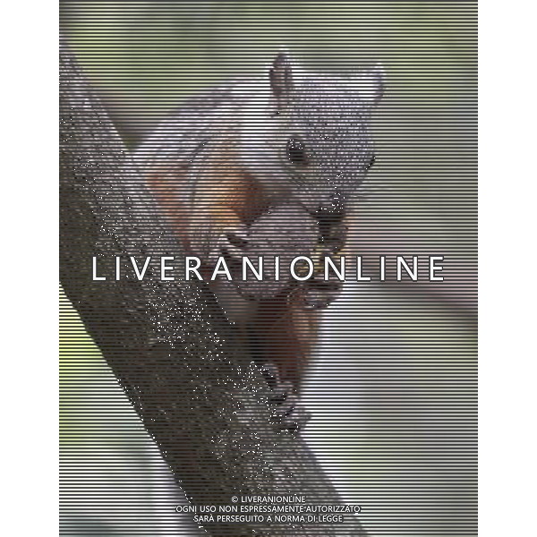 SCOIATTOLO © Esteban Datos - Xinhua/Photoshot - Ag. Aldo Liverani sas ITALY ONLY