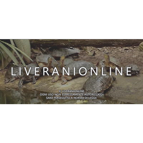 TARTARUGHE © Esteban Datos - Xinhua/Photoshot - Ag. Aldo Liverani sas ITALY ONLY