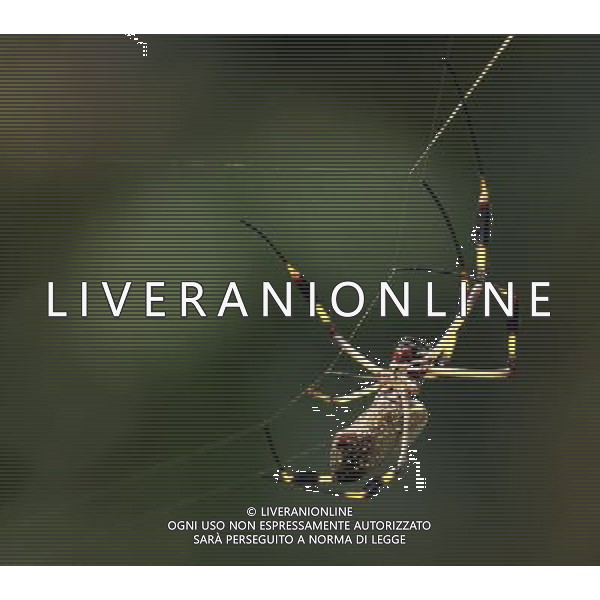 RAGNO © Esteban Datos - Xinhua/Photoshot - Ag. Aldo Liverani sas ITALY ONLY