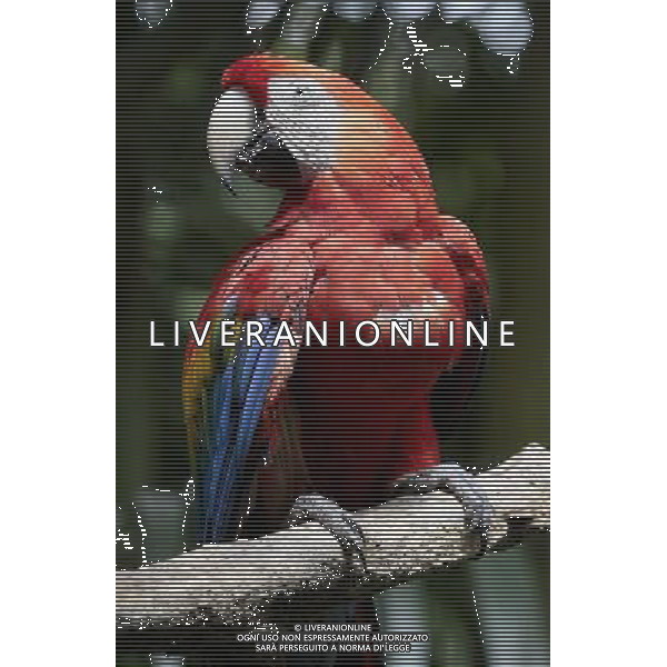 ARA - PAPPAGALLO © Esteban Datos - Xinhua/Photoshot - Ag. Aldo Liverani sas ITALY ONLY