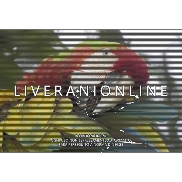 ARA - PAPPAGALLO © Esteban Datos - Xinhua/Photoshot - Ag. Aldo Liverani sas ITALY ONLY