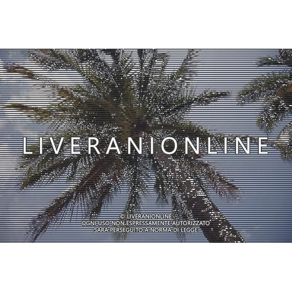 Palm trees in Miami Beach, America /Agenzia Aldo Liverani Sas - ITALY ONLY -