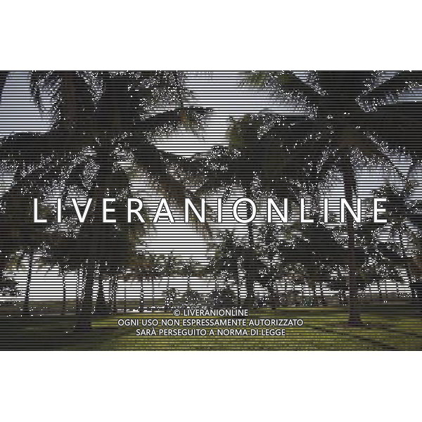 Silhouette of palm trees on Ocean Drive on Miami Beach, America /Agenzia Aldo Liverani Sas - ITALY ONLY -