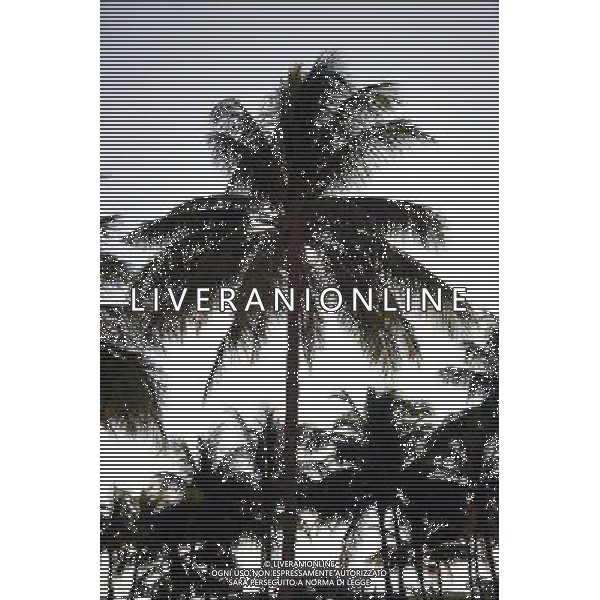 Silhouette of palm trees on Ocean Drive on Miami Beach, America /Agenzia Aldo Liverani Sas - ITALY ONLY -