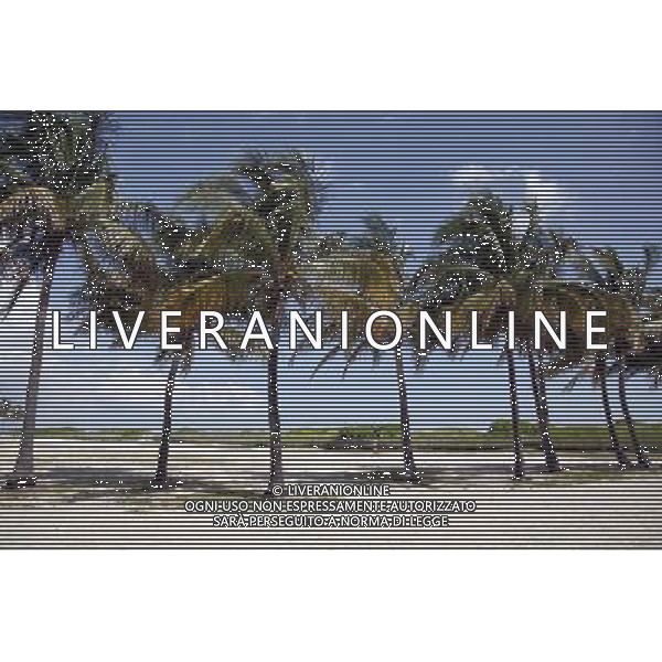 Palm Trees on South Beach on Miami Beach, America /Agenzia Aldo Liverani Sas - ITALY ONLY -