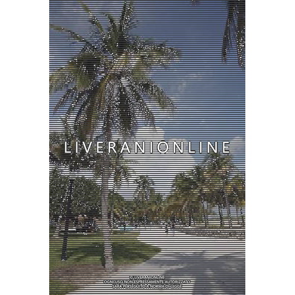 Palm Trees on South Beach on Miami Beach, America /Agenzia Aldo Liverani Sas - ITALY ONLY -