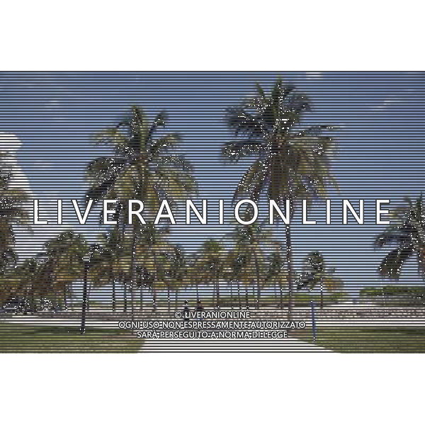 Palm Trees on South Beach on Miami Beach, America /Agenzia Aldo Liverani Sas - ITALY ONLY -