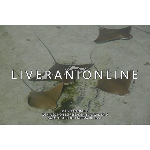 Rays swimming in Nassau, New Providence Island, Bahamas