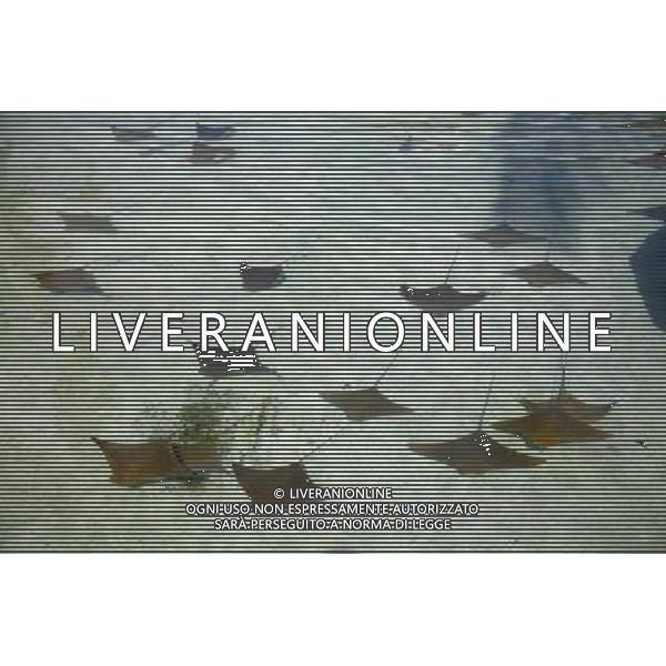 Rays swimming in Nassau, New Providence Island, Bahamas