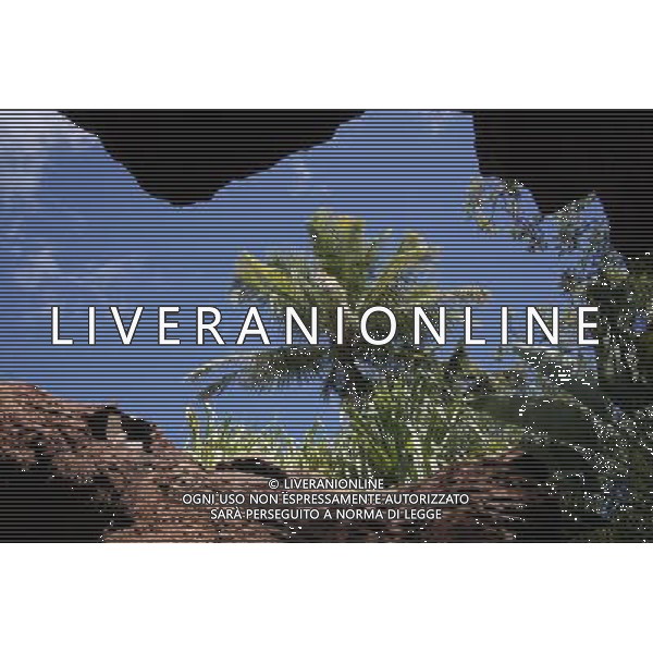 Palm tree in Nassau, New Providence Island, Bahamas