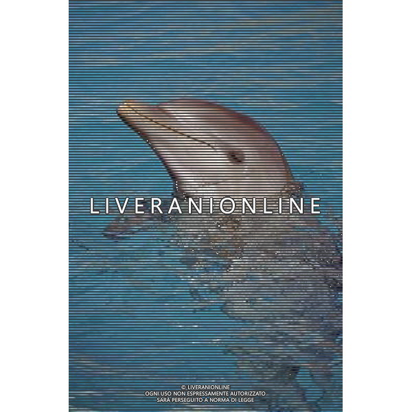 Delfino - Dolphin swimming