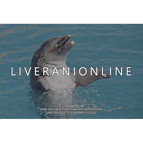 Delfino - Dolphin swimming