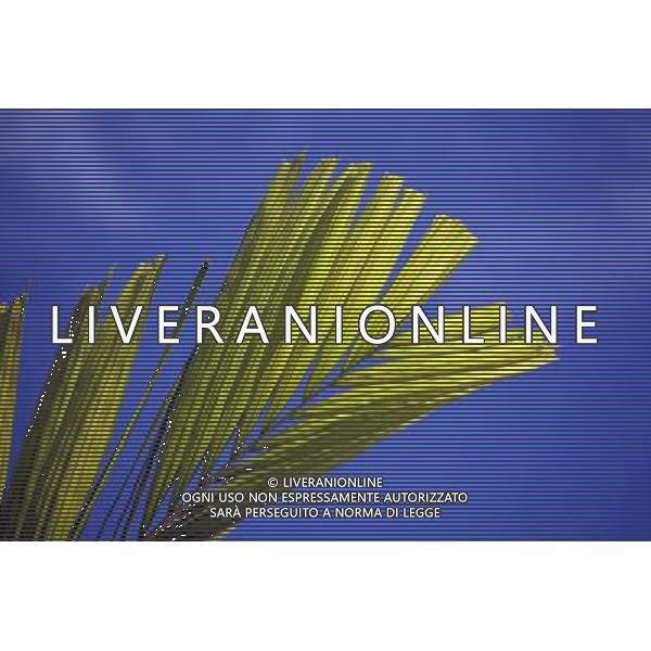 Green palm tree leaf and blue sky