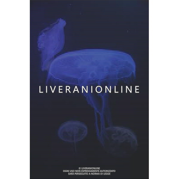 Medusa - Meduse - Jellyfish in the aquarium at the Atlantis hotel resort on Paradise Island in Nassau, New Providence Island, Bahamas /Agenzia Aldo Liverani Sas - ITALY ONLY -