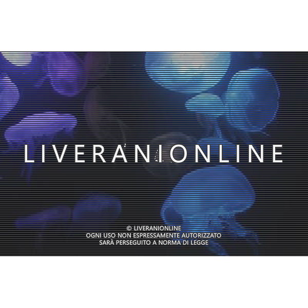 Medusa - Meduse - Jellyfish in the aquarium at the Atlantis hotel resort on Paradise Island in Nassau, New Providence Island, Bahamas /Agenzia Aldo Liverani Sas - ITALY ONLY -