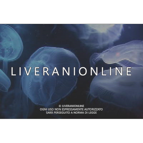 Medusa - Meduse - Jellyfish in the aquarium at the Atlantis hotel resort on Paradise Island in Nassau, New Providence Island, Bahamas /Agenzia Aldo Liverani Sas - ITALY ONLY -