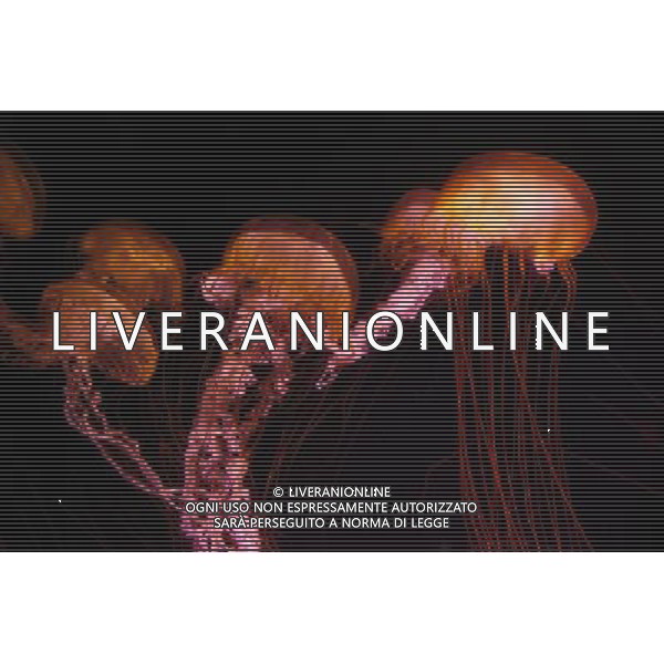 Medusa - Meduse - Jellyfish in the aquarium at the Atlantis hotel resort on Paradise Island in Nassau, New Providence Island, Bahamas /Agenzia Aldo Liverani Sas - ITALY ONLY -