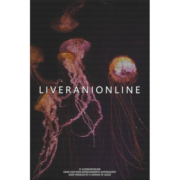 Medusa - Meduse - Jellyfish in the aquarium at the Atlantis hotel resort on Paradise Island in Nassau, New Providence Island, Bahamas /Agenzia Aldo Liverani Sas - ITALY ONLY -