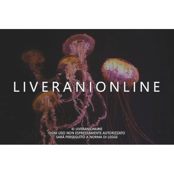 Medusa - Meduse - Jellyfish in the aquarium at the Atlantis hotel resort on Paradise Island in Nassau, New Providence Island, Bahamas /Agenzia Aldo Liverani Sas - ITALY ONLY -