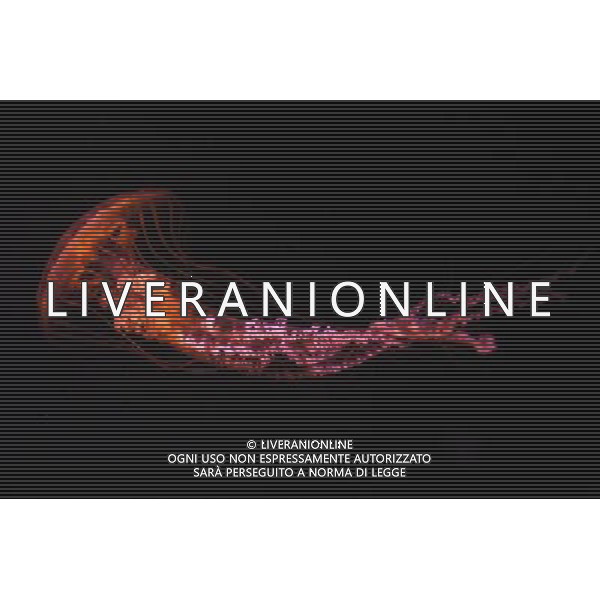 Medusa - Meduse - Jellyfish in the aquarium at the Atlantis hotel resort on Paradise Island in Nassau, New Providence Island, Bahamas /Agenzia Aldo Liverani Sas - ITALY ONLY -